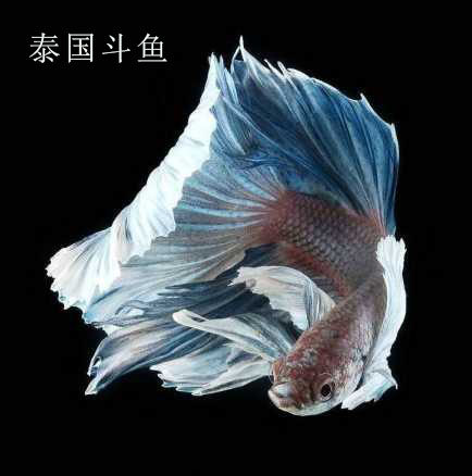 泰国进口狮王马尾半月公母斗鱼风水鱼活体宠物观赏鱼热带鱼淡水鱼