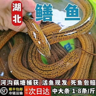 汉川特产黄鳝活体鲜活淡水鱼野鳝鱼稻田河沟藕塘捕捉特大活体黄鳝