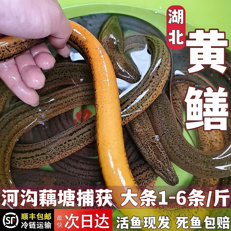 湖北大黄鳝鱼土货鳝鱼汈汊湖荷塘野沟捕获黄鳝鱼活体鳝鱼