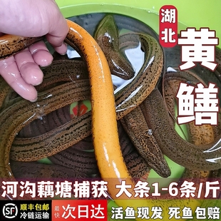 湖北大黄鳝鱼汉川黄鳝鱼汉湖鳝鱼汉川特产黄鳝鱼活体鳝鱼