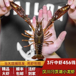 鲜活小龙虾清水活虾3斤456钱新鲜水产湖北汉川活体淡水龙虾包邮