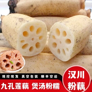 湖北鲜莲藕现挖粉藕汉川九孔莲藕鲜湖藕产地直发真空包装顺丰包邮