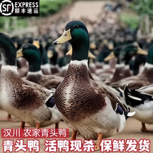 湖北汉川鸭子新鲜现杀青头鸭子农家散养鸭子现杀鸭子