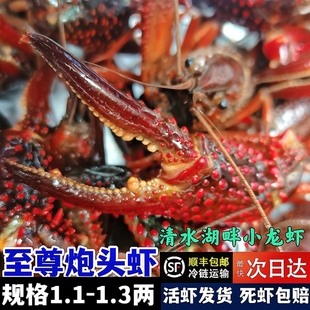 5斤 1.1两-1.3两炮头特大鲜活湖北小龙虾清水现捞活的青红虾