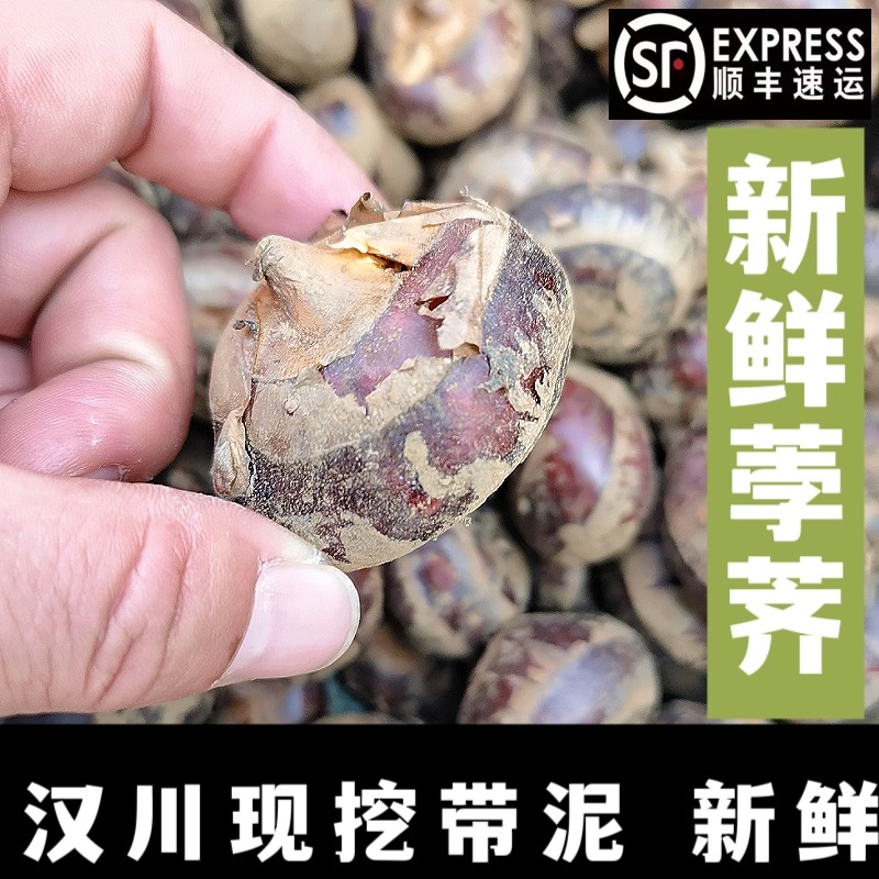 汉川土特产荸荠藕囡囡现挖