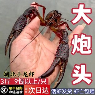 3斤9钱小龙虾 炮头 特大湖北清水小龙虾鲜活红壳现捕现发顺丰包邮