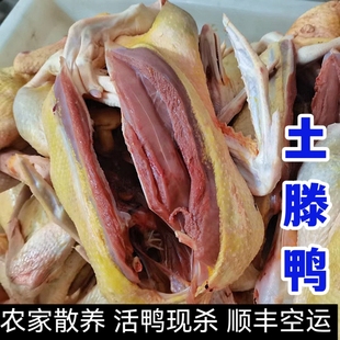 顺丰空运番鸭滕鸭 汉川 农家散养土滕子活体现杀整只新鲜鸭子炖汤