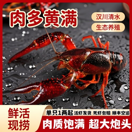 1.1两炮头5斤鲜活湖北小龙虾