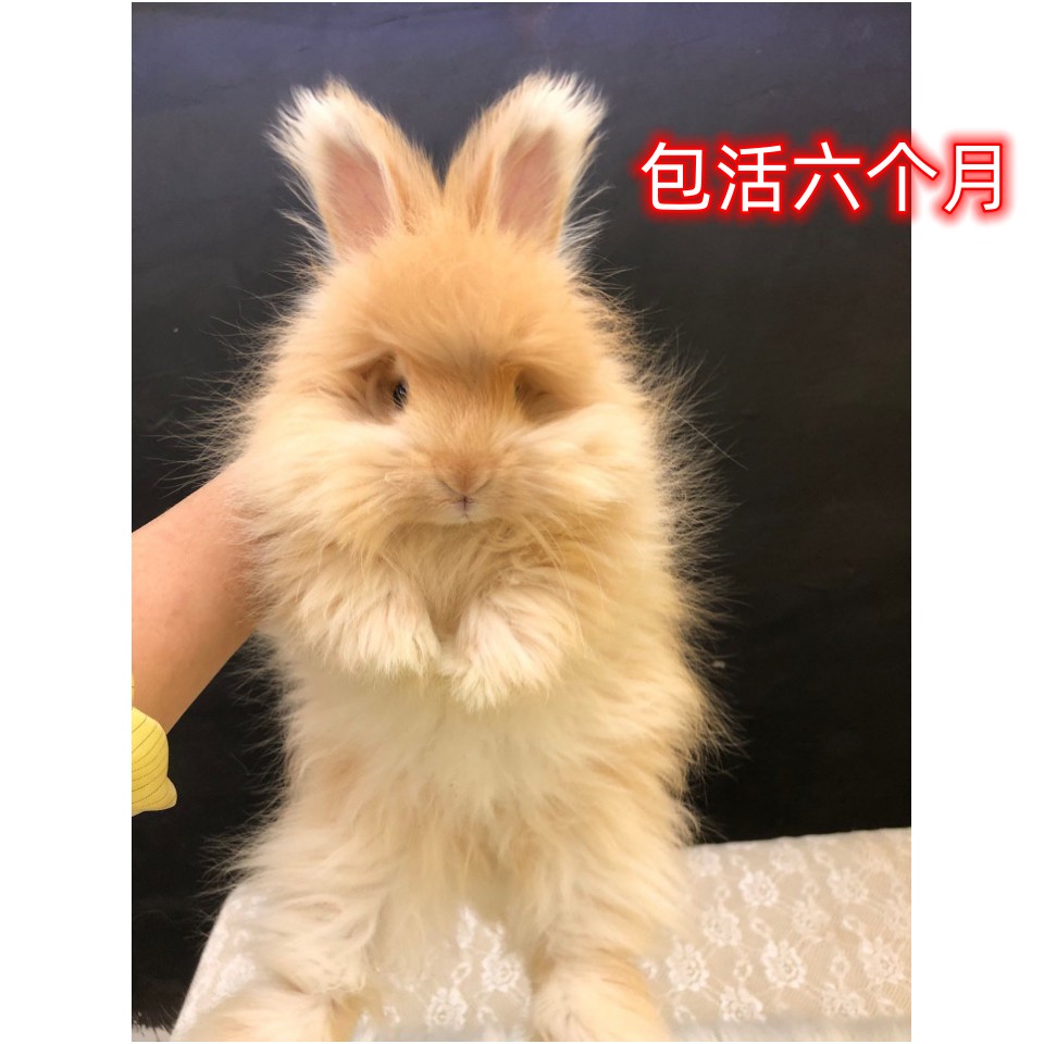 双血统彩色大型安哥拉白色巨兔长毛兔子活物宠物活体幼崽德系英系
