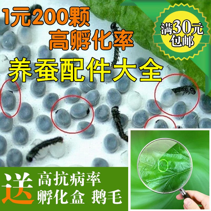 蚕卵蚕种蚕宝宝蚕茧天然彩色蚕
