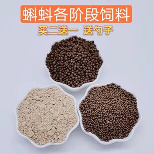 蝌蚪饲料食物小蝌蚪饲料青蛙类饲料幼儿园观察活体小蝌蚪吃 饲料