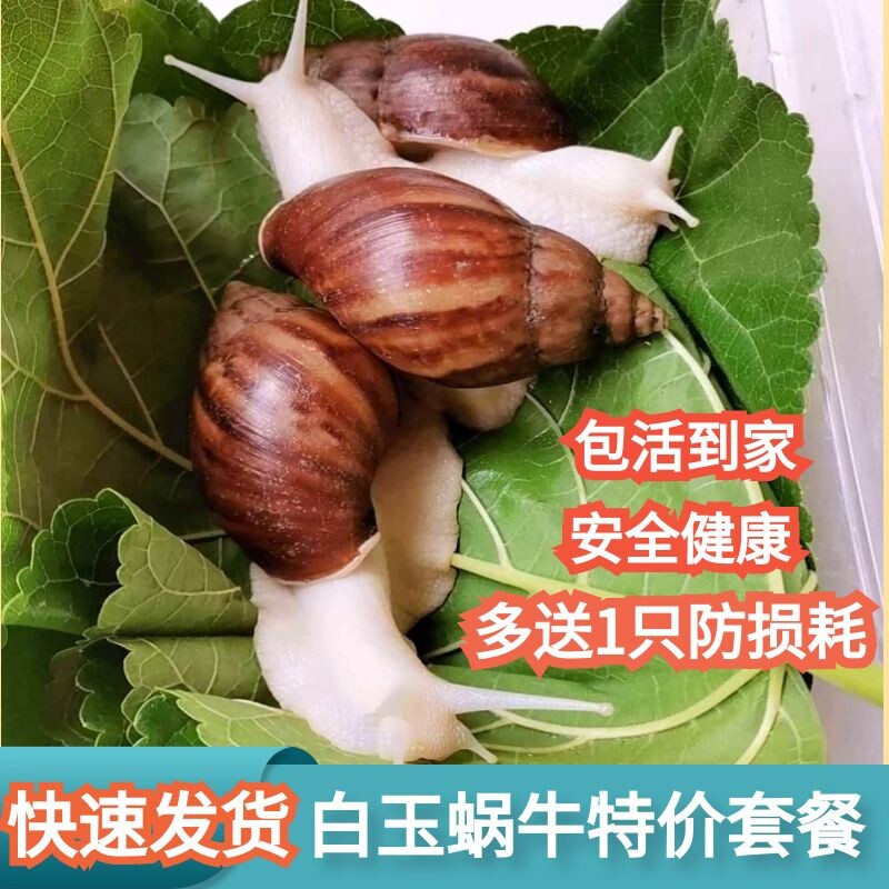 白玉蜗牛活体宠物蜗牛学生实验课用小蜗牛套装餐大型蜗牛可产卵蛋