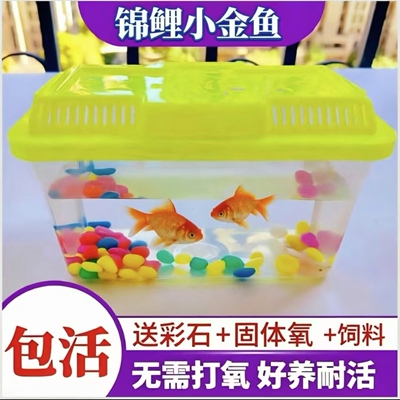 金鱼观赏鱼活鱼锦鲤鱼淡水鱼好养