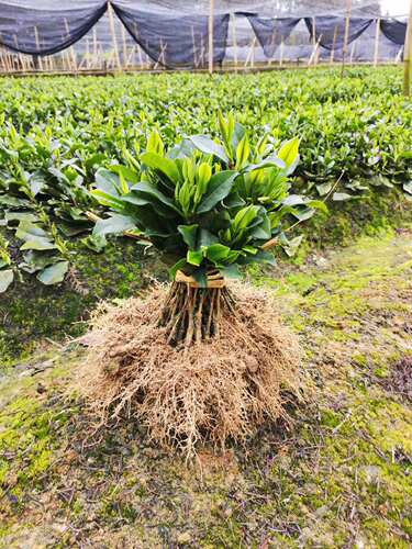 绿茶苗蒙山九号安吉白茶黄金芽盆栽绿植峨眉问春川九早茶福选九号