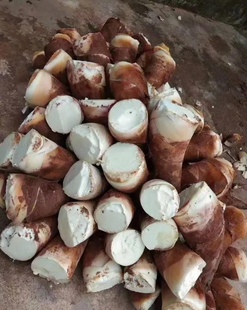 龙竹苗甜龙竹苗水果竹笋苗