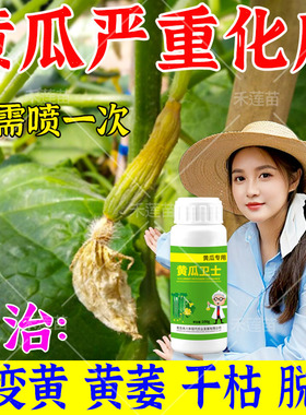 黄瓜化瓜药专用化瓜灵菌剂黄瓜缩水减产幼瓜黄萎脱落炭疽病灰霉病