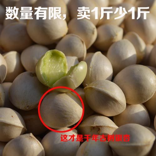 新鲜甘肃徽县千年古树银杏果