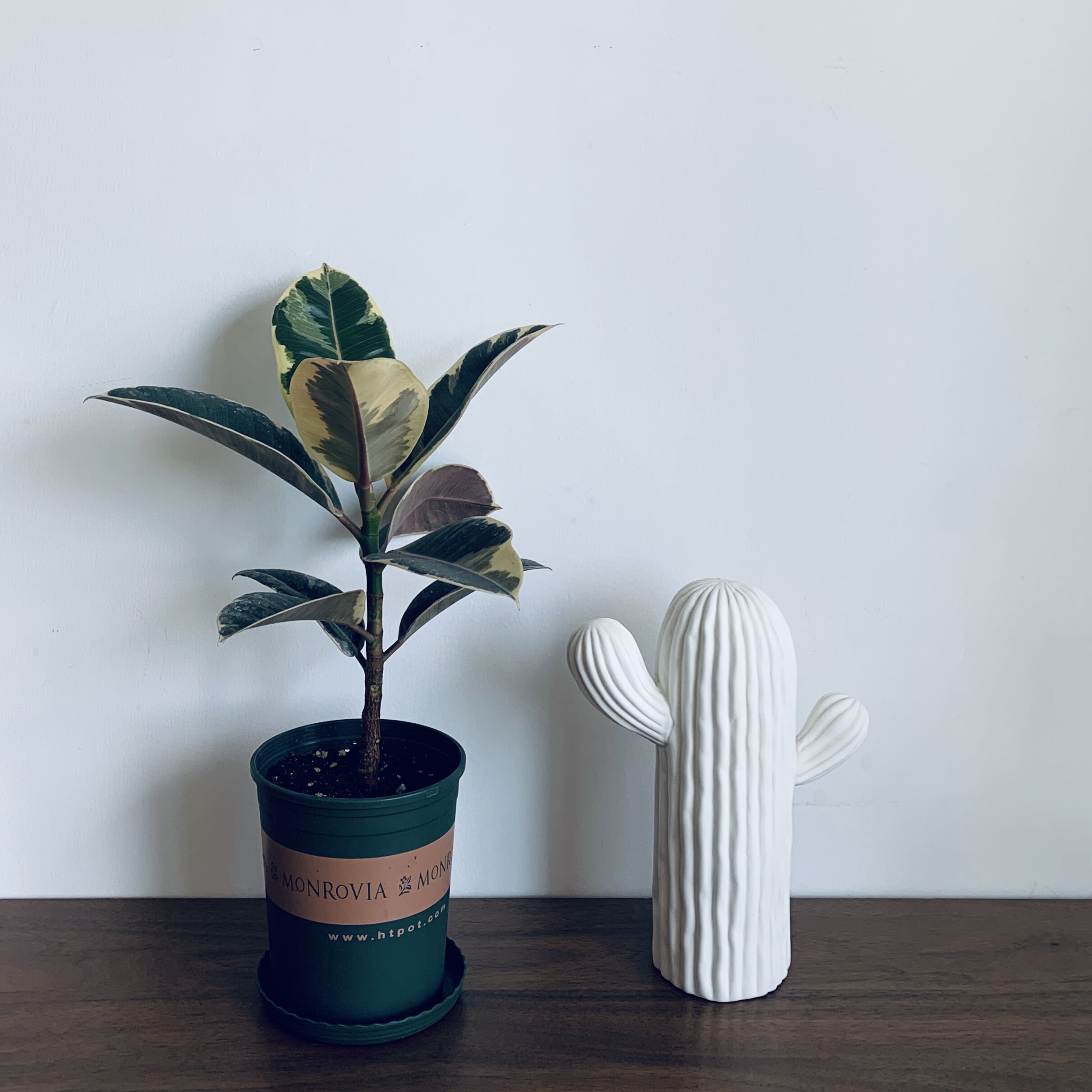 plantroom |  坦尼克花叶榕|锦叶迷彩橡皮树|油画彩叶榕|一件包邮