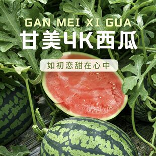 新鲜甘美4K西瓜站神整个大果5-10斤薄皮无籽肉厚当季时令新鲜水果