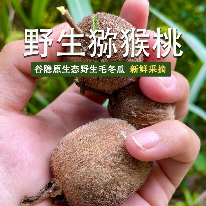 福建谷隐深山野生水果奇异果 新鲜野果毛花猕猴桃 毛冬瓜新鲜采摘