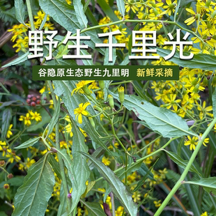 福建谷隐生态野生新鲜千里光 九里明黄花母现采现发草药500g包邮