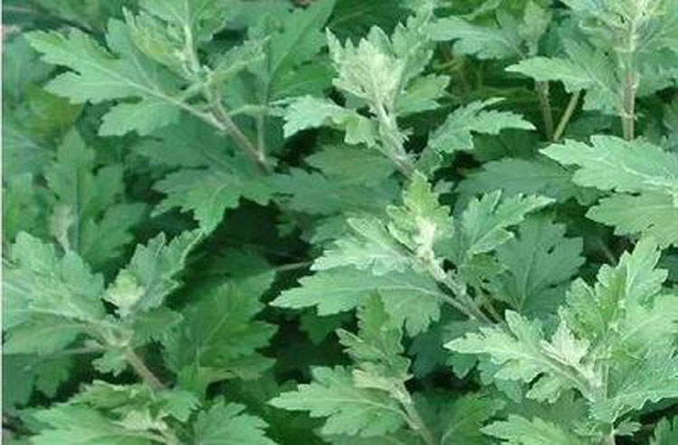 野生艾叶艾杆艾草野菜艾绒草叶艾蒿 整棵晒干药效佳 2斤装