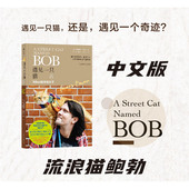 人生成长暖心励志读物 日子 遇见一只猫 后浪正版 詹姆斯波文 与Bob相伴 中文版 当Bob来敲门 流浪猫鲍勃 伦敦街猫记