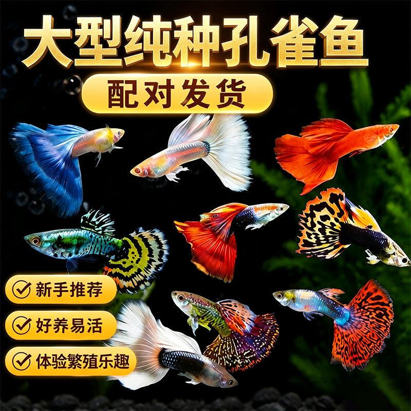 精品大号孔雀鱼活体观赏鱼小型热带鱼好养耐活纯种易繁殖胎生练手