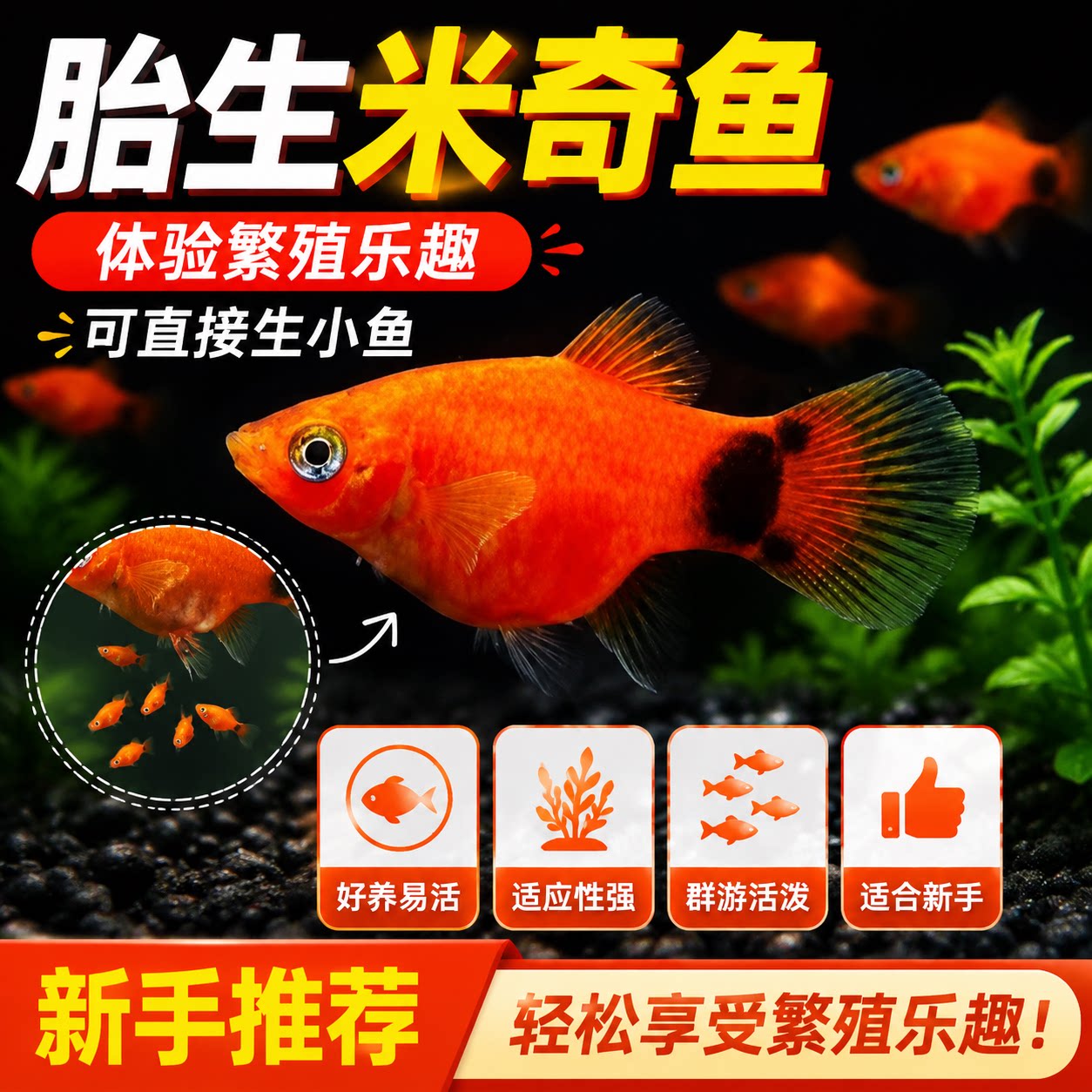 精品米奇鱼胎生鱼小型观赏鱼好养耐活月光鱼热带鱼小白新手练手鱼