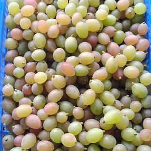 【 粒装发货】二十三年树龄葡萄自然成熟 不打药  顺丰 食用便利