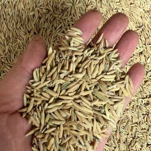 25年农家自种自然晾晒不抛光不打蜡成熟度好长粒香米米粒完整度高