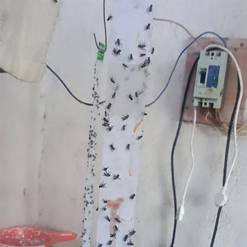 空消粘蝇板粘苍蝇纸苍蝇粘板苍蝇贴粘蝇彩带家用养殖场苍蝇一扫光高性价比高么？