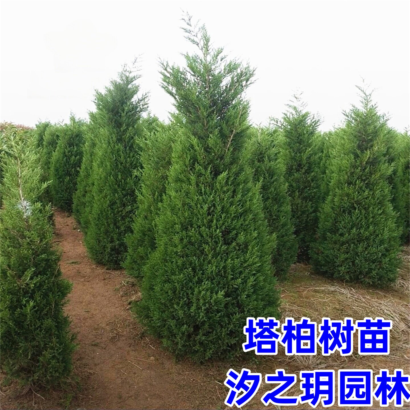 柏树苗松树苗塔柏苗龙柏苗雪松苗蜀快刺柏圣诞树扫墓绿化松树