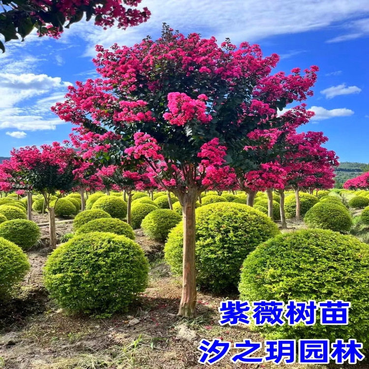 紫薇苗紫薇树苗红火箭紫薇花苗百日红紫薇小苗占地拆迁树苗绿化苗