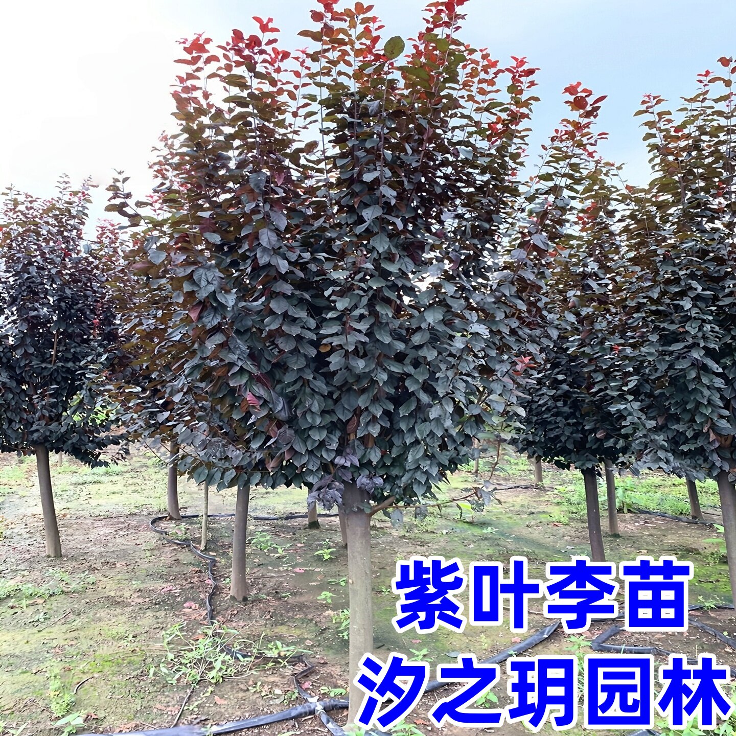 红叶李紫叶李树苗绿化苗木红叶李紫叶李苗工程庭院别墅绿化苗包邮