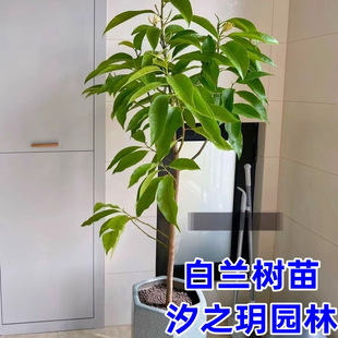 盆栽白兰花树苗黄桷兰花别墅庭院室内大型花卉四季常青浓香风景树