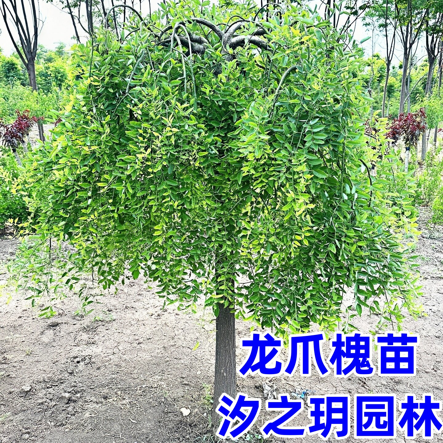 龙爪槐树苗 垂槐树苗 国槐苗 黄金槐树苗 庭院植物 绿化工程苗木