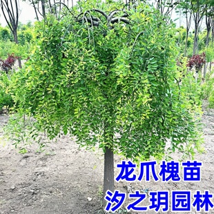 龙爪槐树苗 垂槐树苗 国槐苗 黄金槐树苗 庭院植物 绿化工程苗木