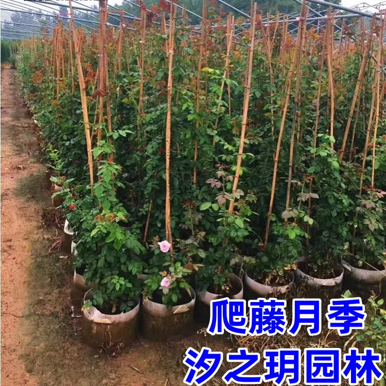 欧洲藤本月季花小苗庭院楼顶盆栽浓香大花攀援植物爬藤月季花树苗