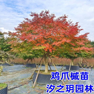 鸡爪槭树苗青枫庭院大型耐寒绿化风景树彩叶植物丛生鸡爪槭红枫苗