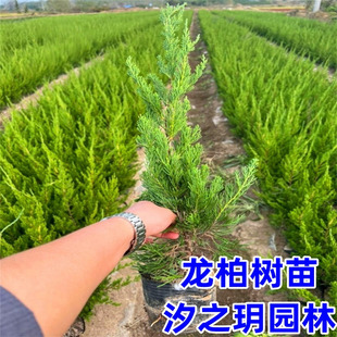 绿化苗木龙柏小苗 小龙柏 龙柏球 四季常青龙柏树苗龙柏盆景