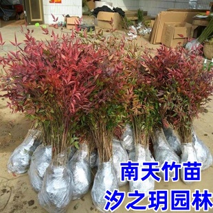 南天竹苗红天竺火焰南天竹盆栽盆景庭院绿化植物红叶植物耐寒