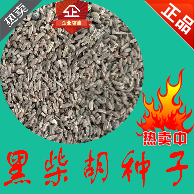 优质 新黑柴胡籽种子 中药材 柴胡种子 野黑柴胡 药材种子