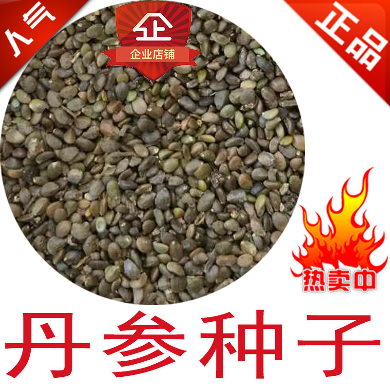 丹参种子 秧苗 纯新丹参籽 血参 红参 紫丹参种子 红参种子 丹参