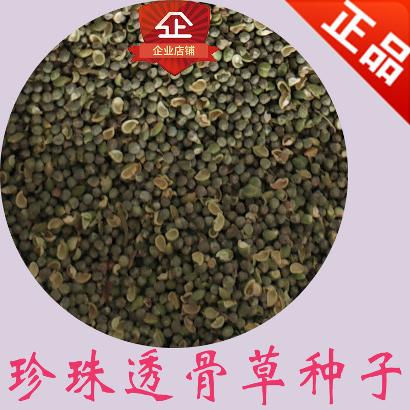 透骨草种子 珍珠透骨草种子 透骨草籽 亩用种量8斤 一年生草本