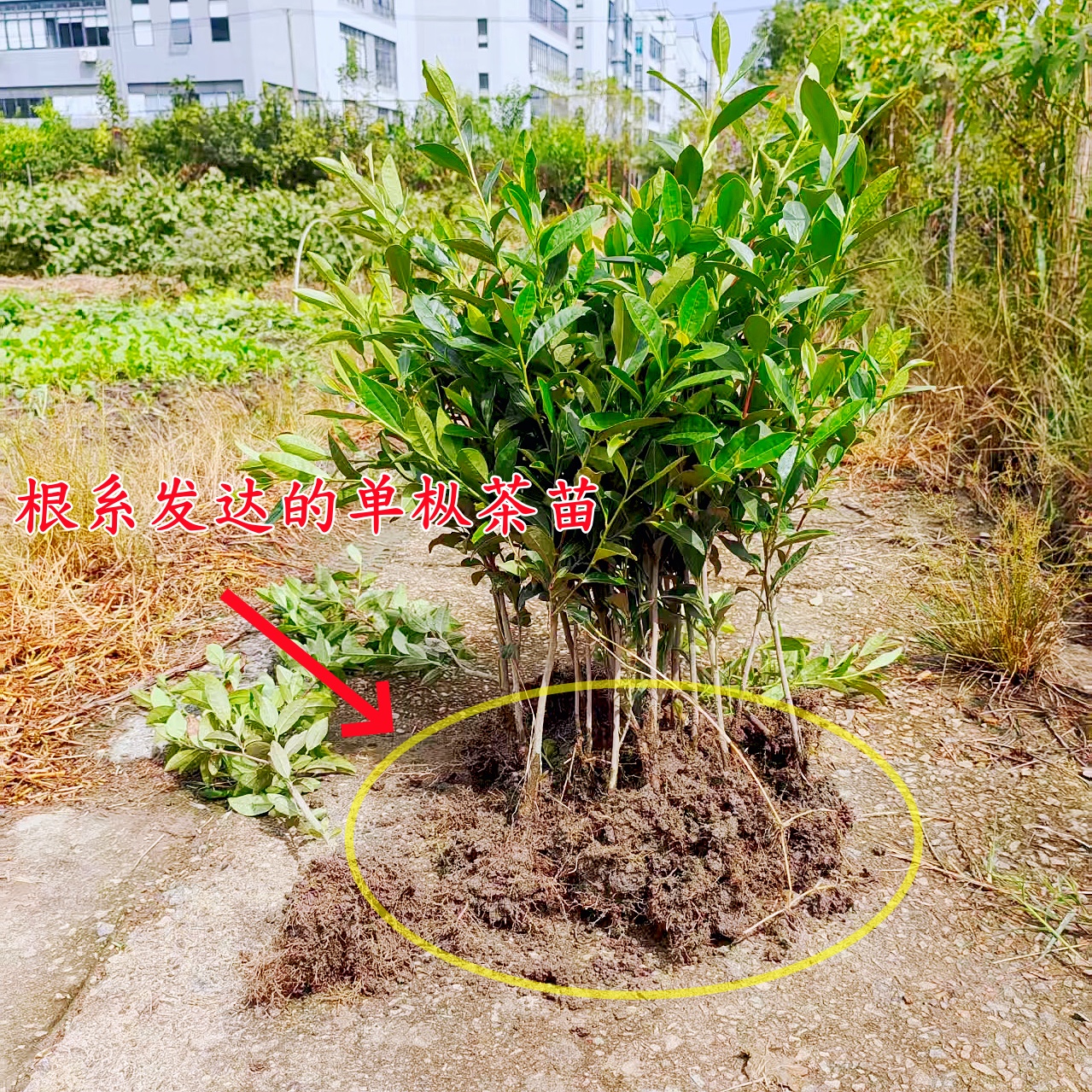 精品原土美植袋凤凰单枞茶叶树