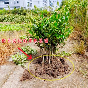 精品原土美植袋凤凰单枞茶叶树苗单丛乌龙茶茶苗营养杯茶苗