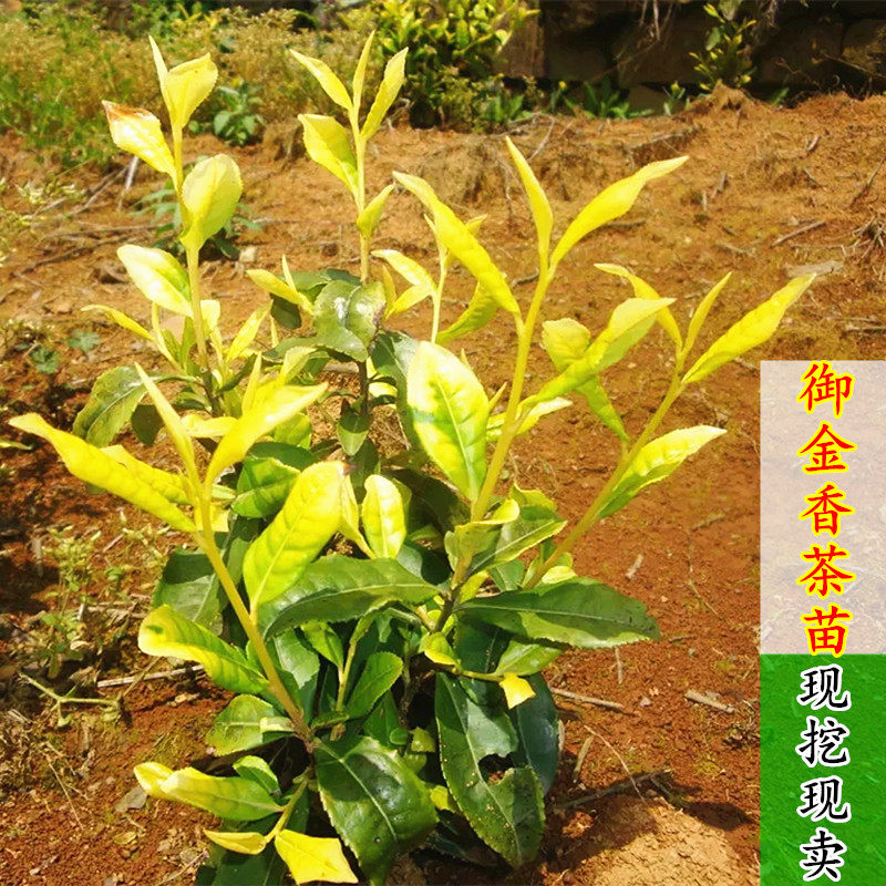 新品黄茶苗茶叶苗黄龙井苗御金香茶苗茶树苗绿茶苗白茶苗喝的茶树