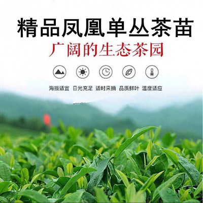 精品凤凰单枞茶苗盆栽乌龙单丛红茶树苗经久耐泡红茶叶树苗