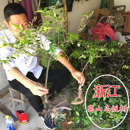 浙江高山乌饭树苗现挖楠烛苗庭院乌饭叶树带土球大苗乌饭树老桩